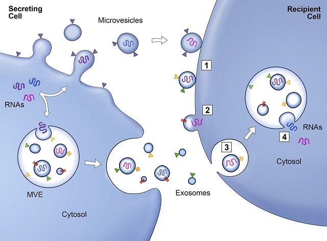 EVs Diagram